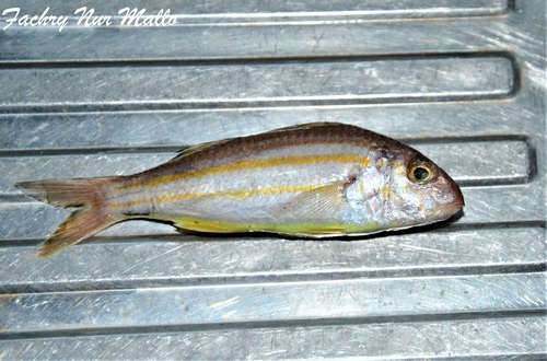Beach goatfish (Upeneus sulphureus) — Mullidae