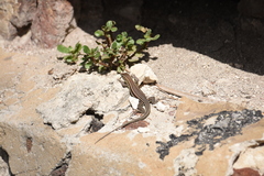 Pholidoscelis griswoldi
