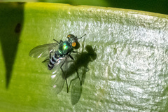 Condylostylus pruinosus