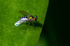 Condylostylus pruinosus