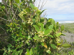 Chionanthus foveolatus