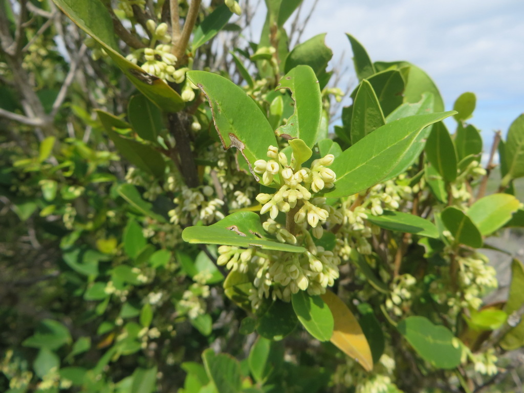 Pock-ironwood (Coral Reef Crescent, Myoli Beach) · iNaturalist