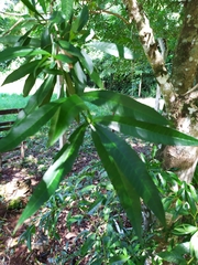 Tabernaemontana catharinensis