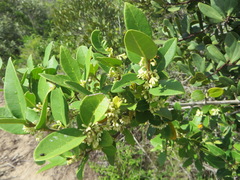 Chionanthus foveolatus