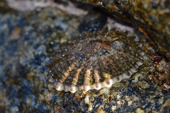 Scutellastra granularis