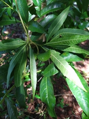 Tabernaemontana catharinensis