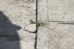 Pholidoscelis griswoldi
