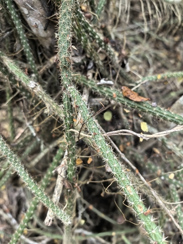 Selenicereus vagans, photograph 6