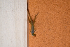 Anolis wattsii