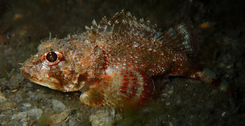 Mushroom scorpionfish (Scorpaena inermis) — Scorpaenidae