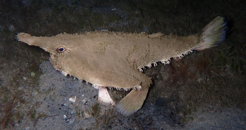 Longnose batfish (Ogcocephalus nasutus) — Ogcocephalidae