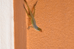 Anolis wattsii