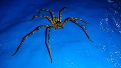 Heteropoda venatoria
