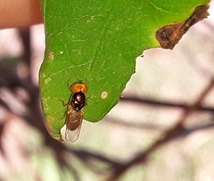 Microchrysa bicolor