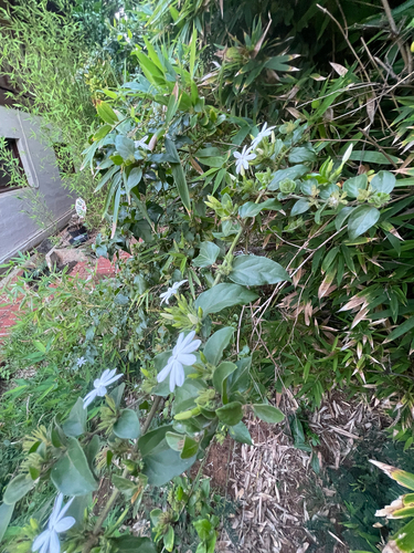 Jasminum multiflorum observed 2026-01-29