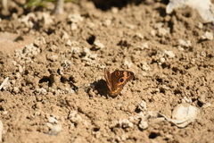Junonia neildi