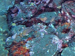 Pycnochromis amboinensis