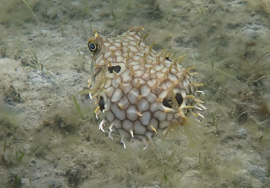 Web burrfish (Chilomycterus antillarum) — Diodontidae