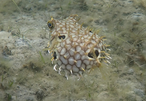 Web burrfish (Chilomycterus antillarum) — Diodontidae