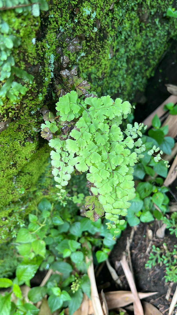 Polished Maidenhair (Adiantum concinnum)