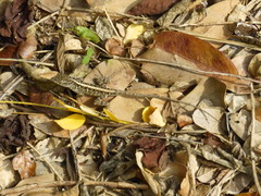 Anolis