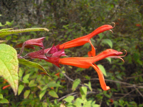 Mixtecan Sage (Salvia tilantongensis)