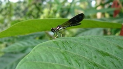 Heliocypha fenestrata