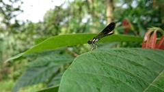 Heliocypha fenestrata