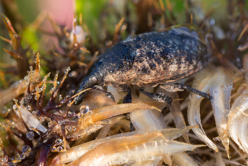 Larinus pollinis (Laicharting & J.N.E.von, 1781)