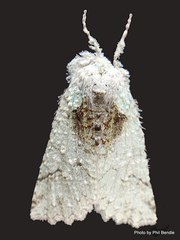 Declana niveata