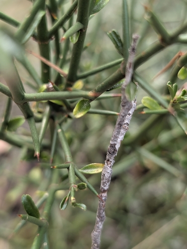Discaria pubescens, photograph 5
