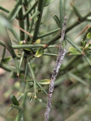 Discaria pubescens, photograph (c) Corin, some rights reserved (CC BY)