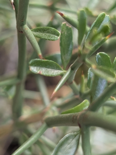 Discaria pubescens, photograph 6