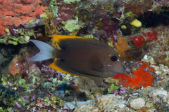 Ctenochaetus tominiensis