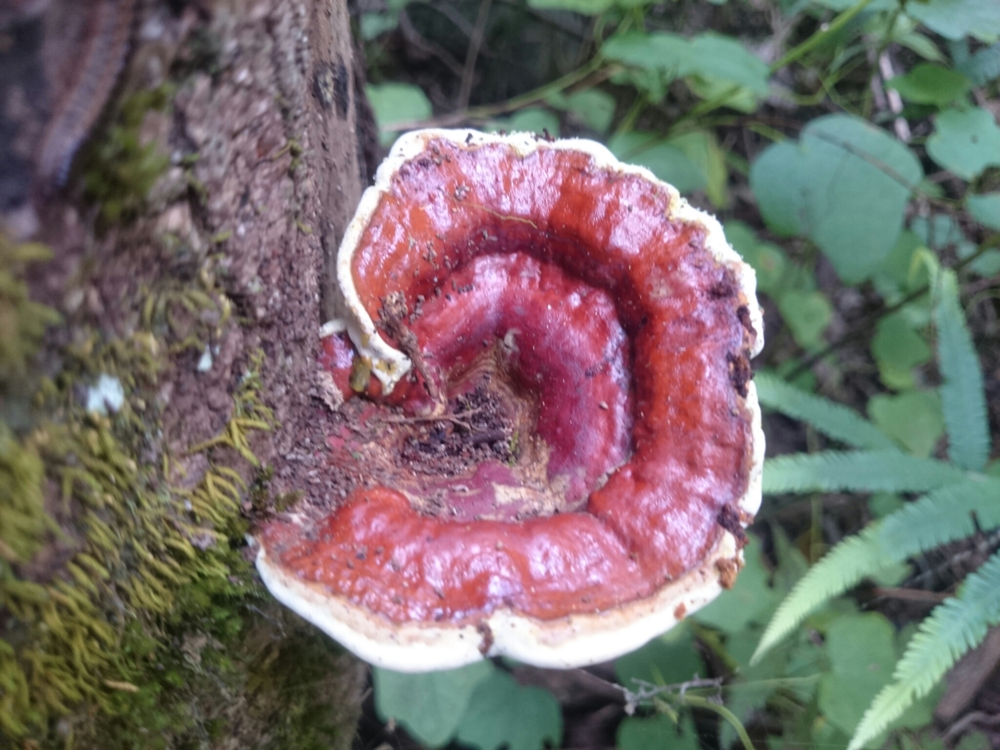 Ganoderma lucidum image