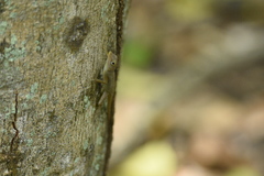 Anolis marmoratus