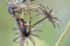 Calathus melanocephalus