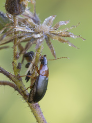 Calathus melanocephalus