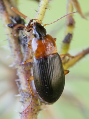 Calathus melanocephalus