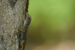 Anolis marmoratus