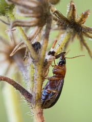 Calathus melanocephalus