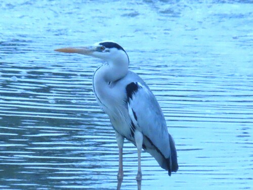 iNaturalist: (c) Caruna, some rights reserved (CC BY-NC), uploaded by Caruna iNaturalist image