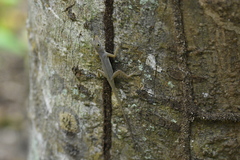 Anolis marmoratus