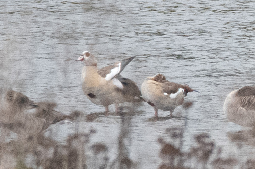 iNaturalist: (c) Jette Weiß, some rights reserved (CC BY-NC), uploaded by Jette Weiß iNaturalist image