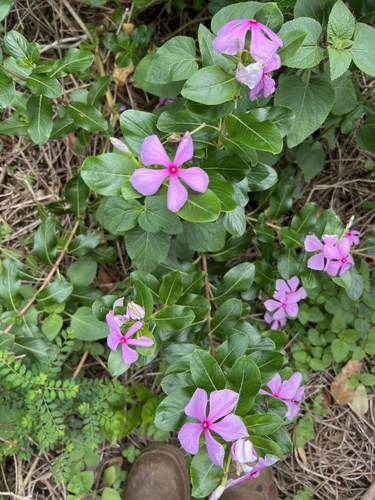 Catharanthus roseus observed 2026-01-09