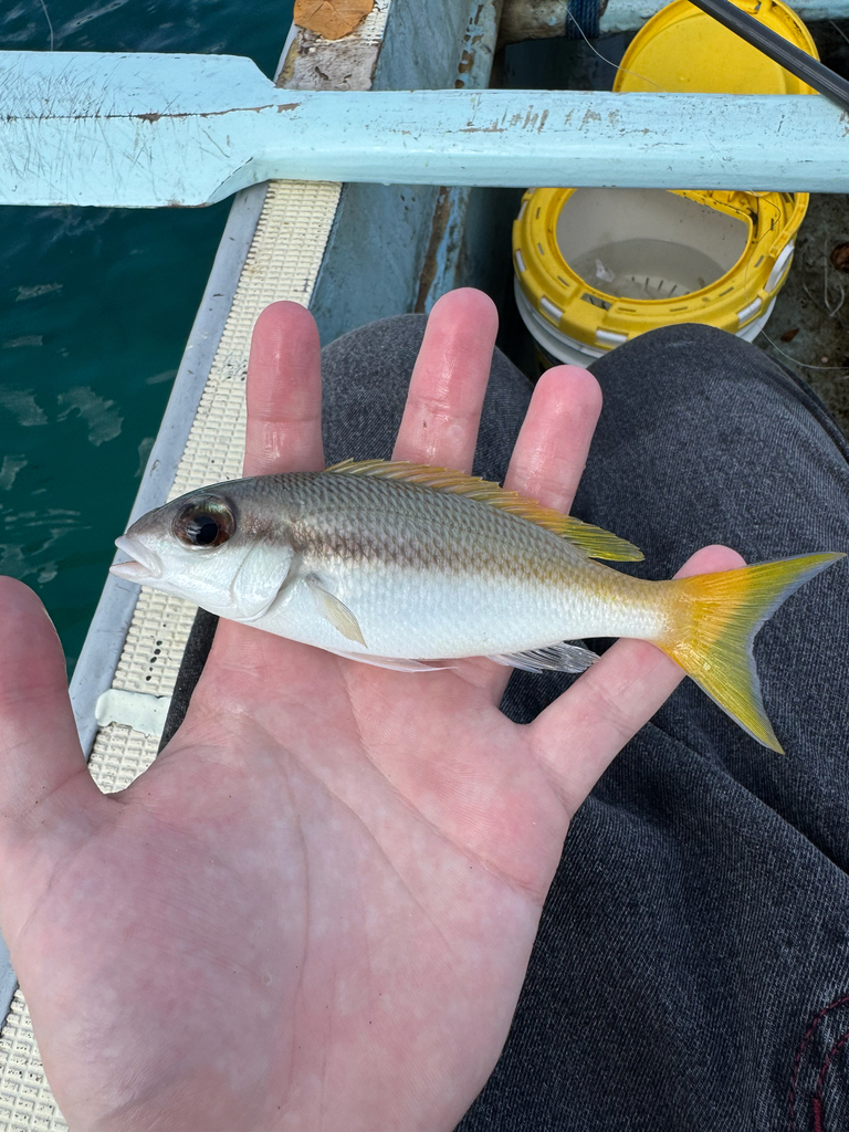 Bridled Monocle Bream (Scolopsis affinis)