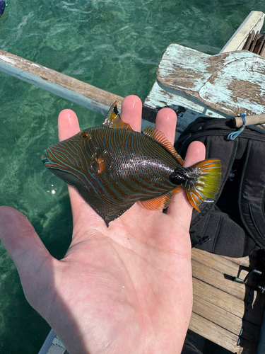Orangestripe Triggerfish — seen at this dive site