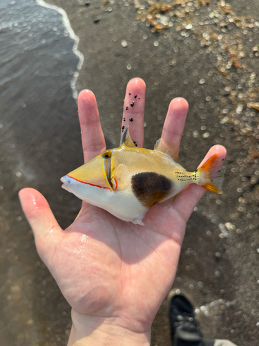 Blackpatch Triggerfish — seen at this dive site