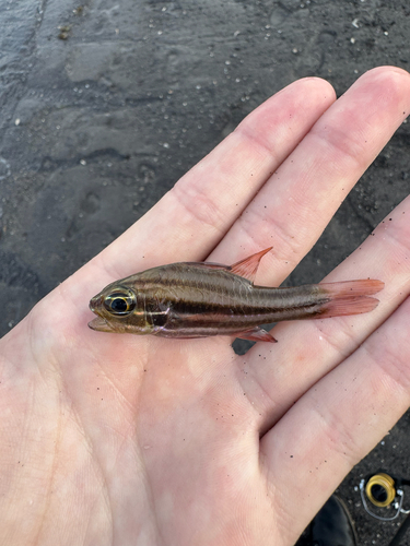 Ostorhinchus taeniophorus observed 2026-01-18