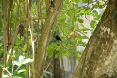 Loxigilla noctis
